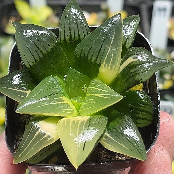 223红纹寿锦头家多肉十二卷