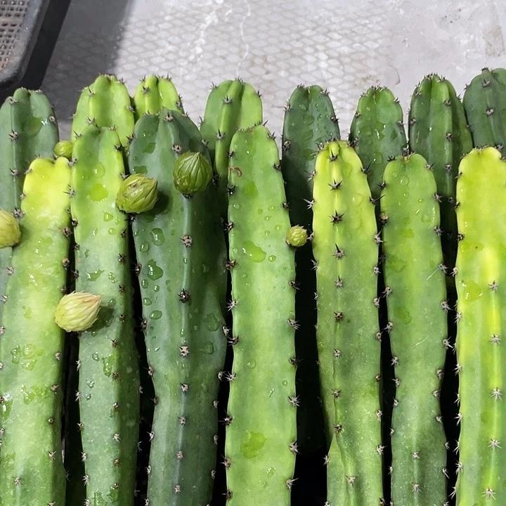 红花袖铺实生一代侧芽