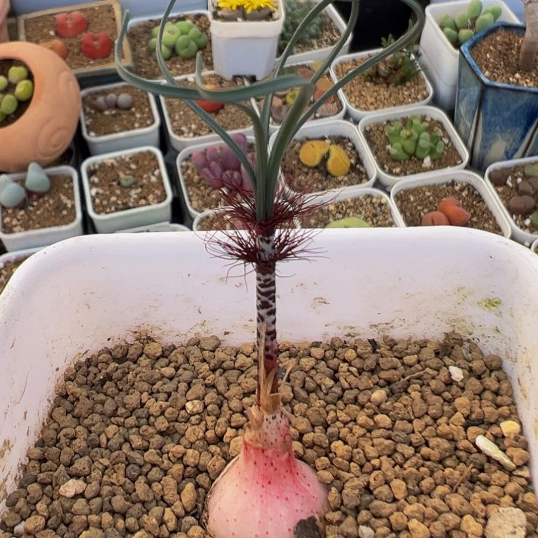 65多肉植物G属弹簧草
