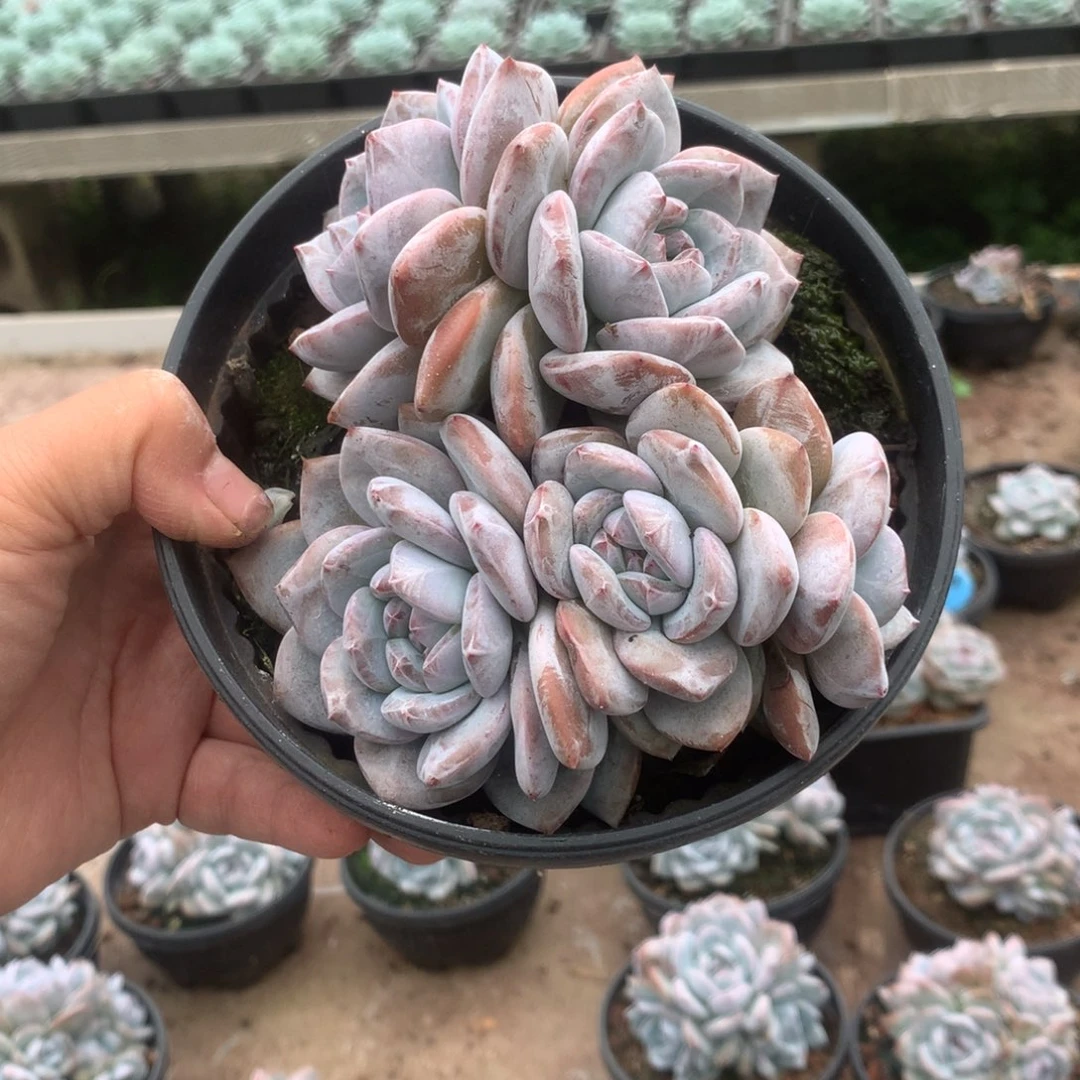 无花朵无砍哈哈哈哈哈哈哈12