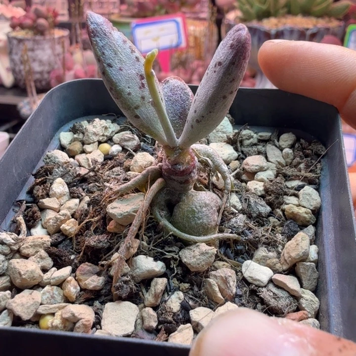日***面水蜜桃的味道真的很好闻
