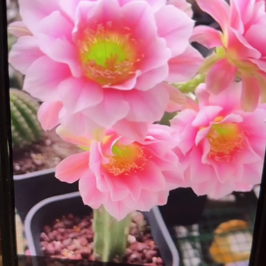 0711 侧牙20包邮仙人球