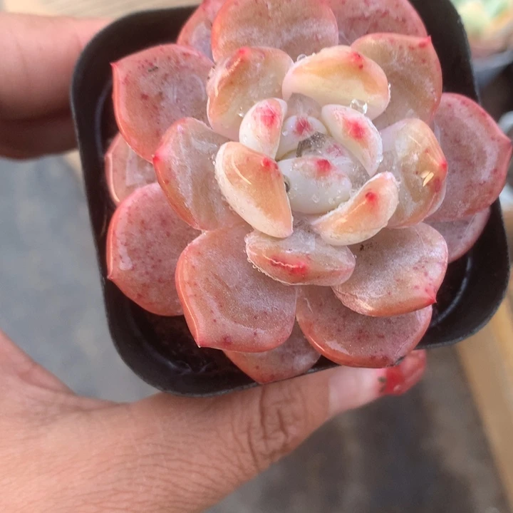 樱花粉 （满9.99包邮不满9.99发叶子）