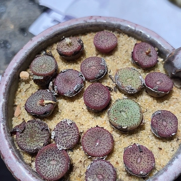 密纹荷叶安贞一颗。  买二送一。