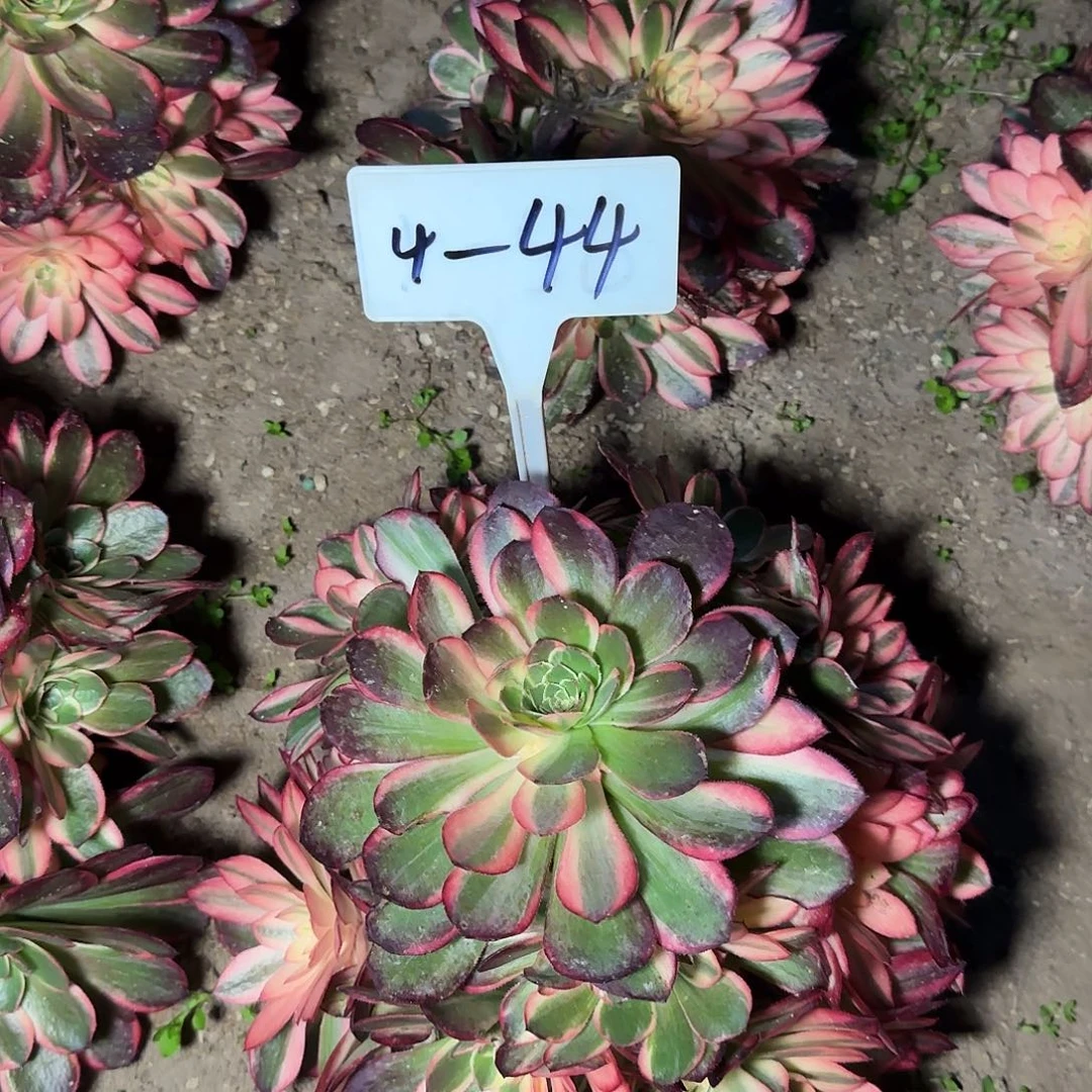 4-44黑魔锦…………”…………””