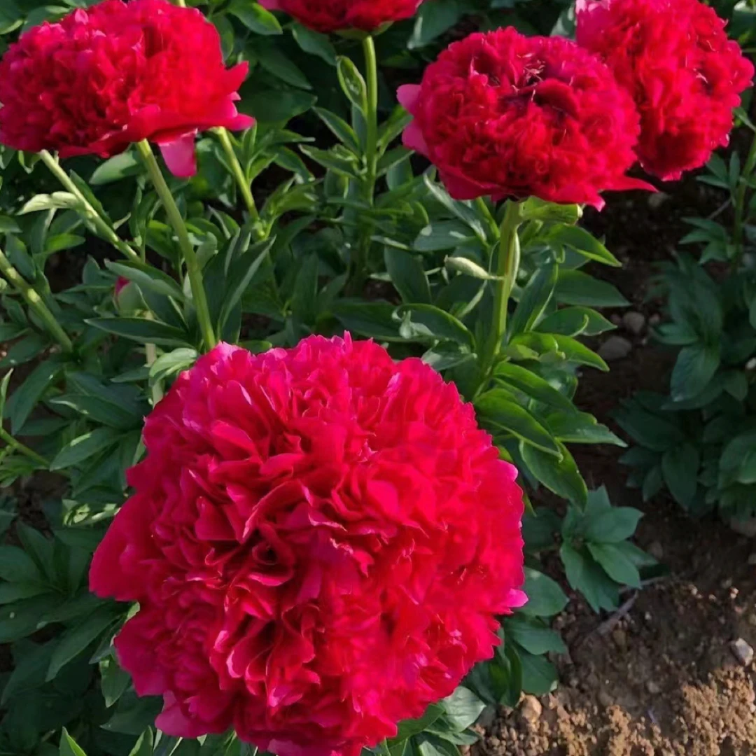 芍药品种(御前表演2-3芽)带芽发货重瓣大花多年生耐寒耐热可庭院