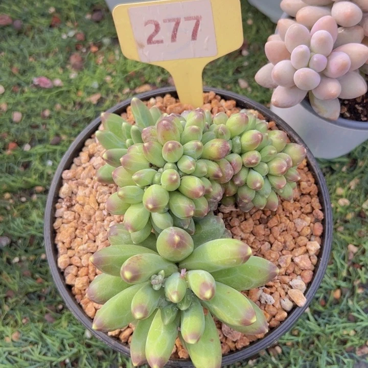 健健康康平平安安