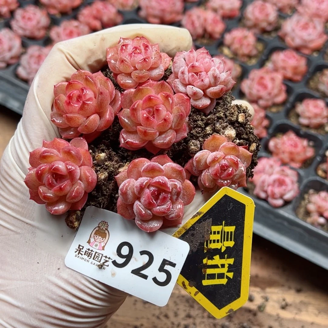 多肉植物多肉植物