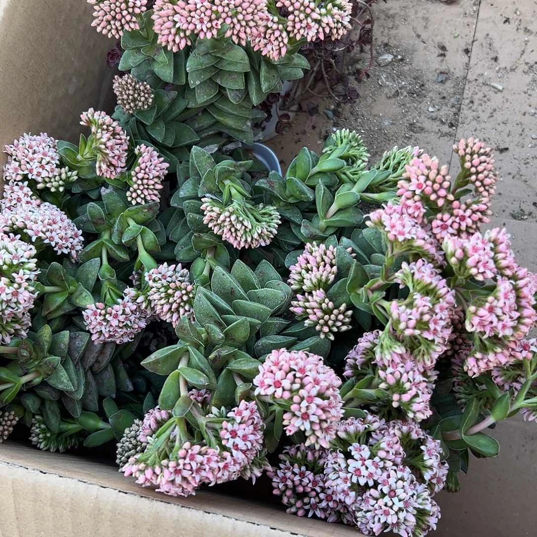 鸿****）多肉植物四盆神童