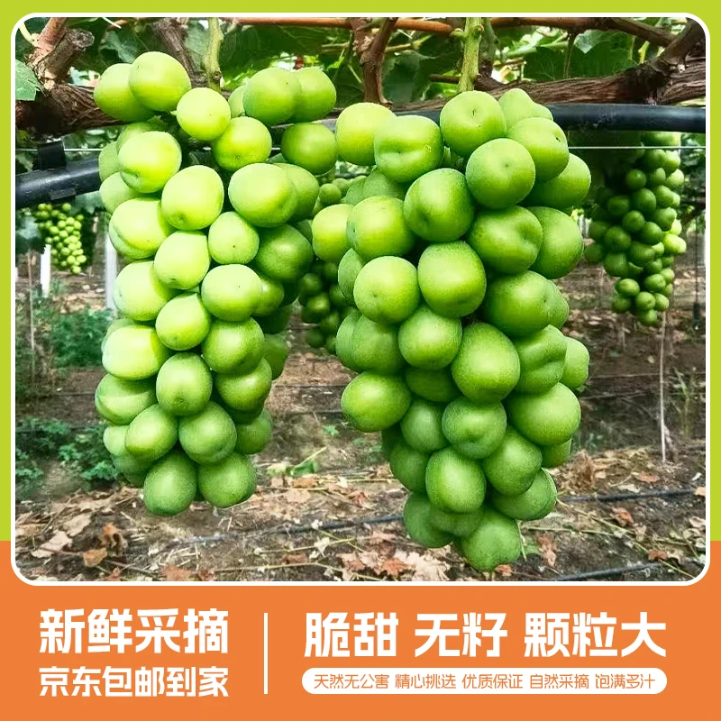 阳光玫瑰葡萄特大果王当季新鲜现摘鲜甜美味薄皮爽口整箱发货9