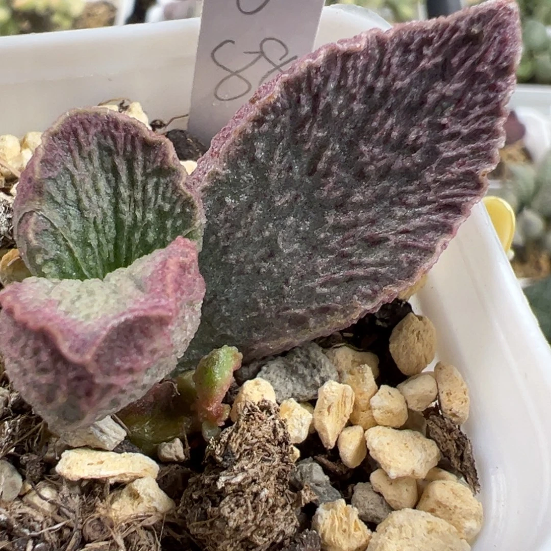 粉色放射纹实生新品大苗多肉植物水泡