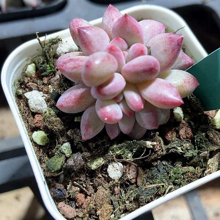 多肉植物金鱼姬1540