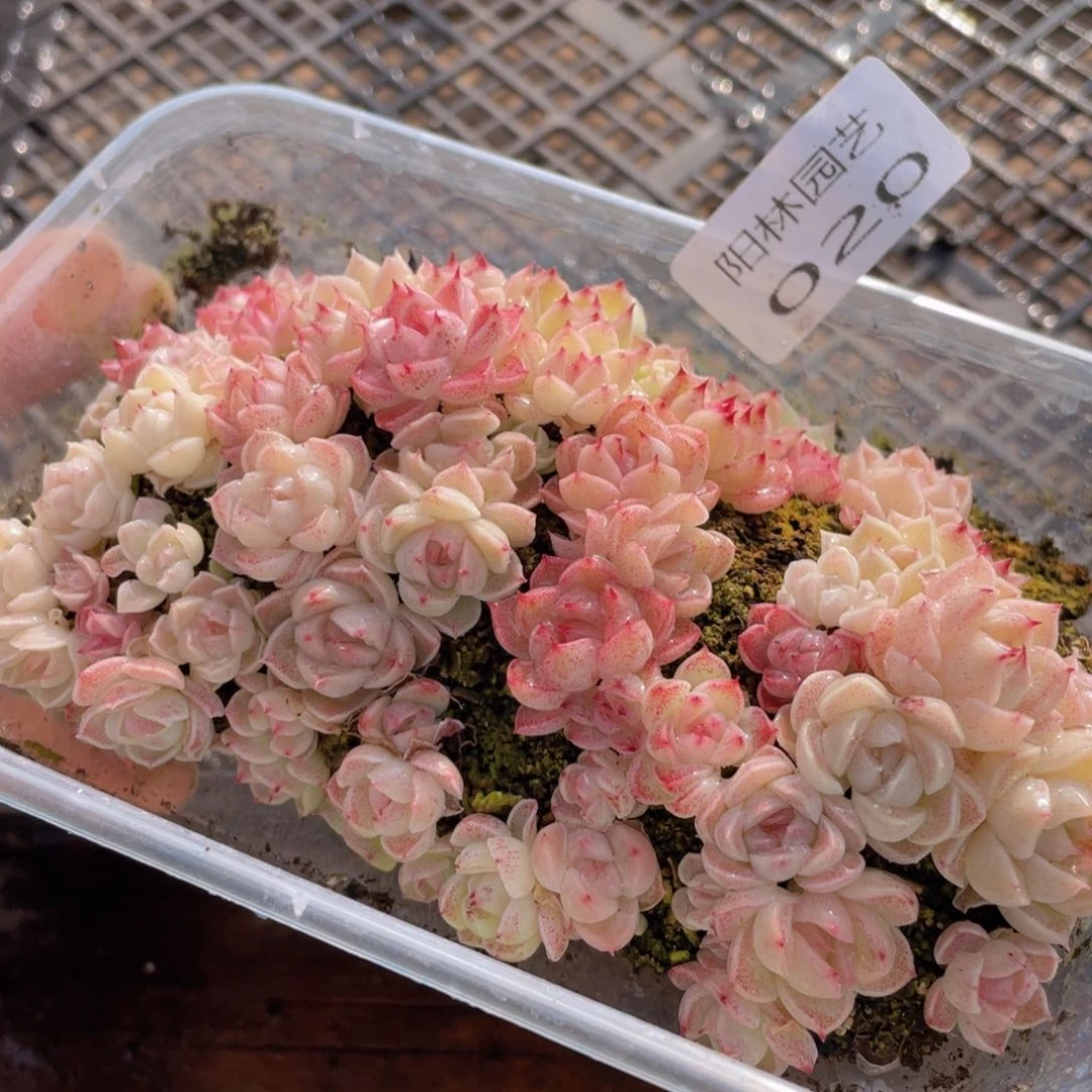 多肉植物多肉植物20