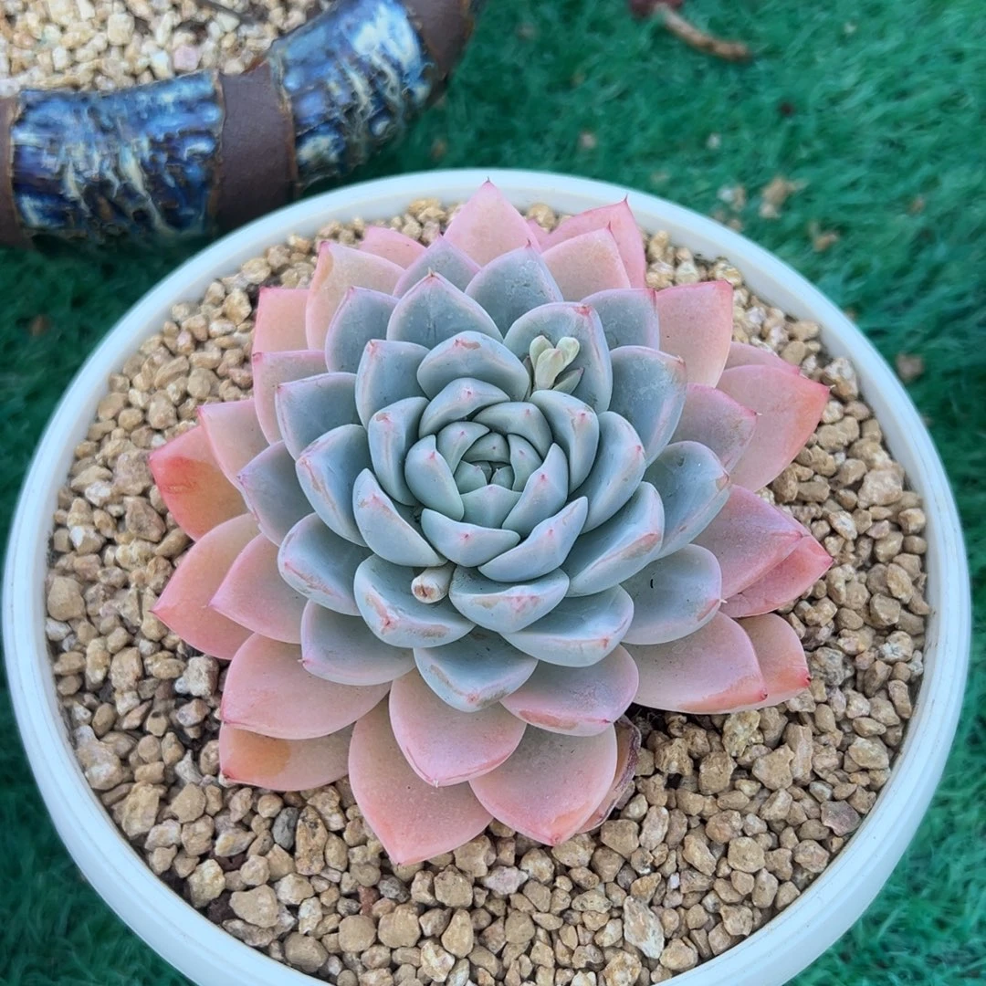 月神，，，，，，，，，，，，，，，，，，，，，，