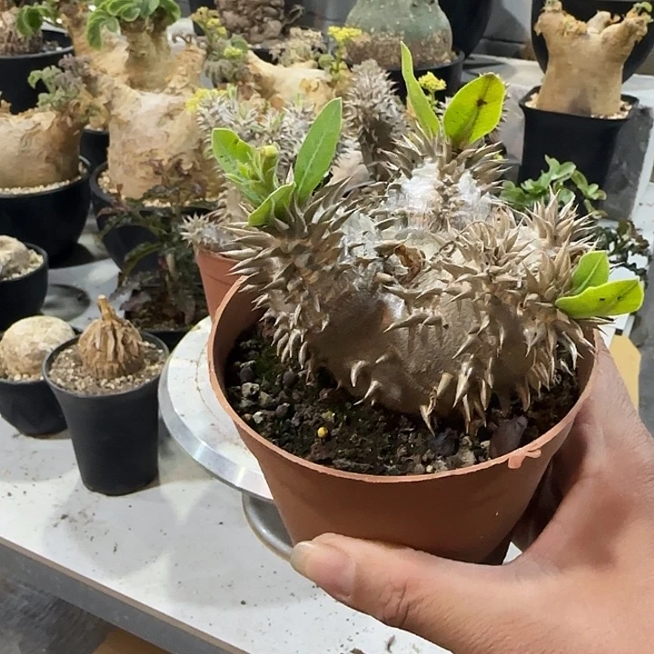 会比大黑带盆土发货