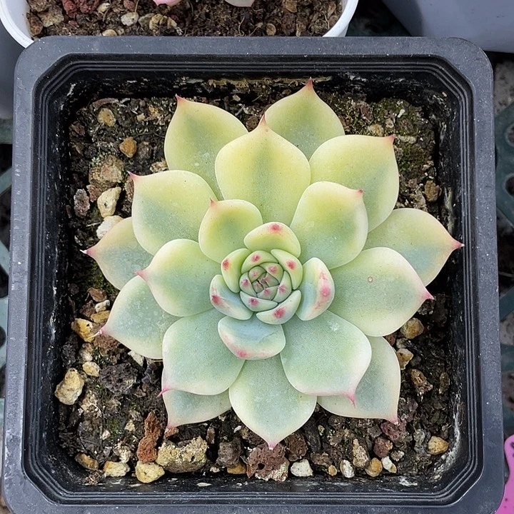 吉娃娃黄锦一物一拍锦龙