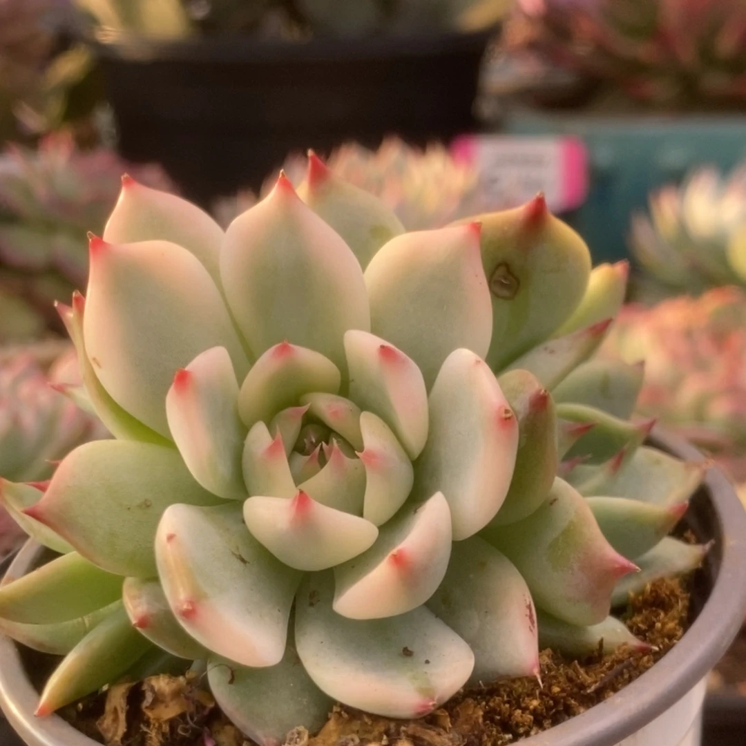 751锦锦锦锦锦锦锦