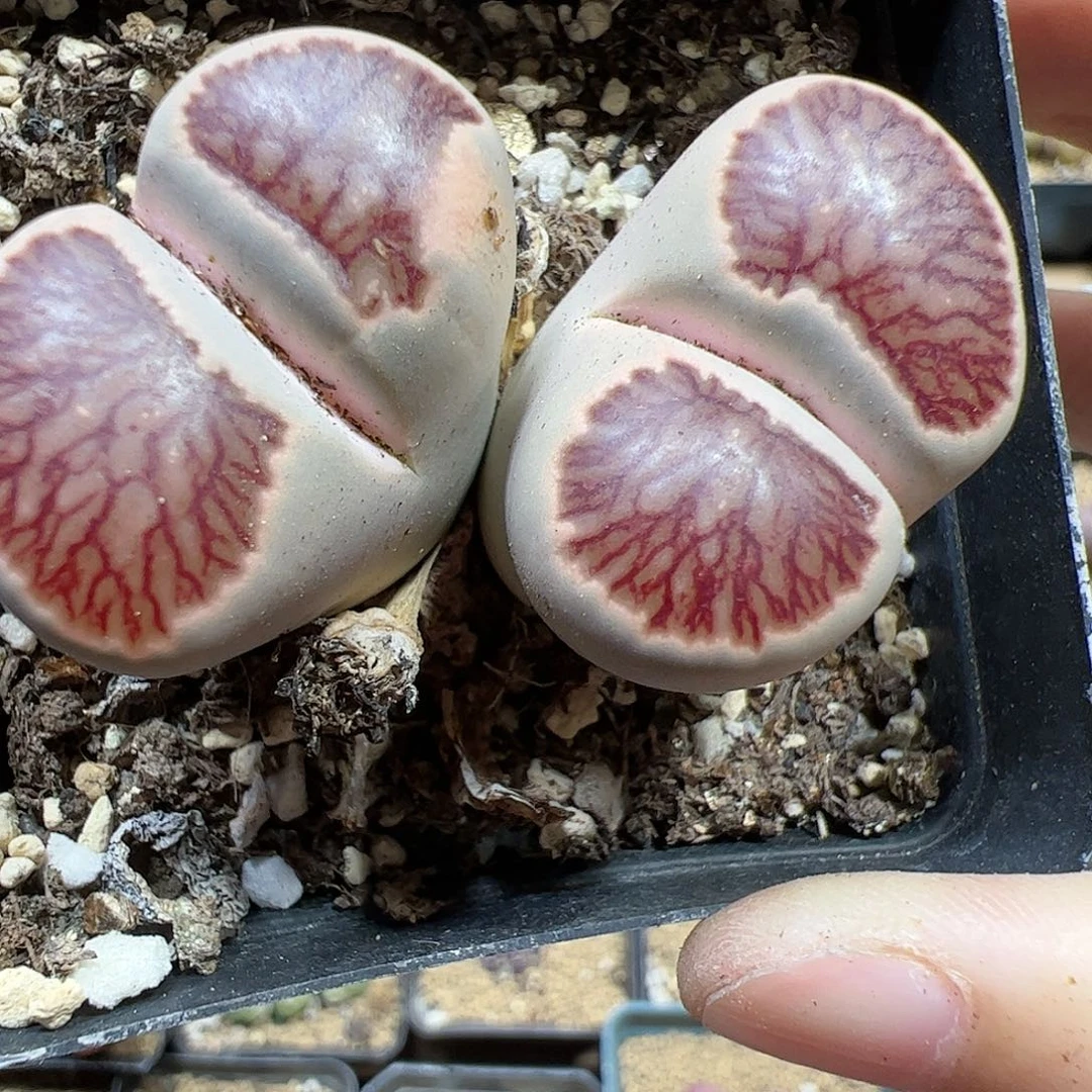 【闪购商品】274 菊