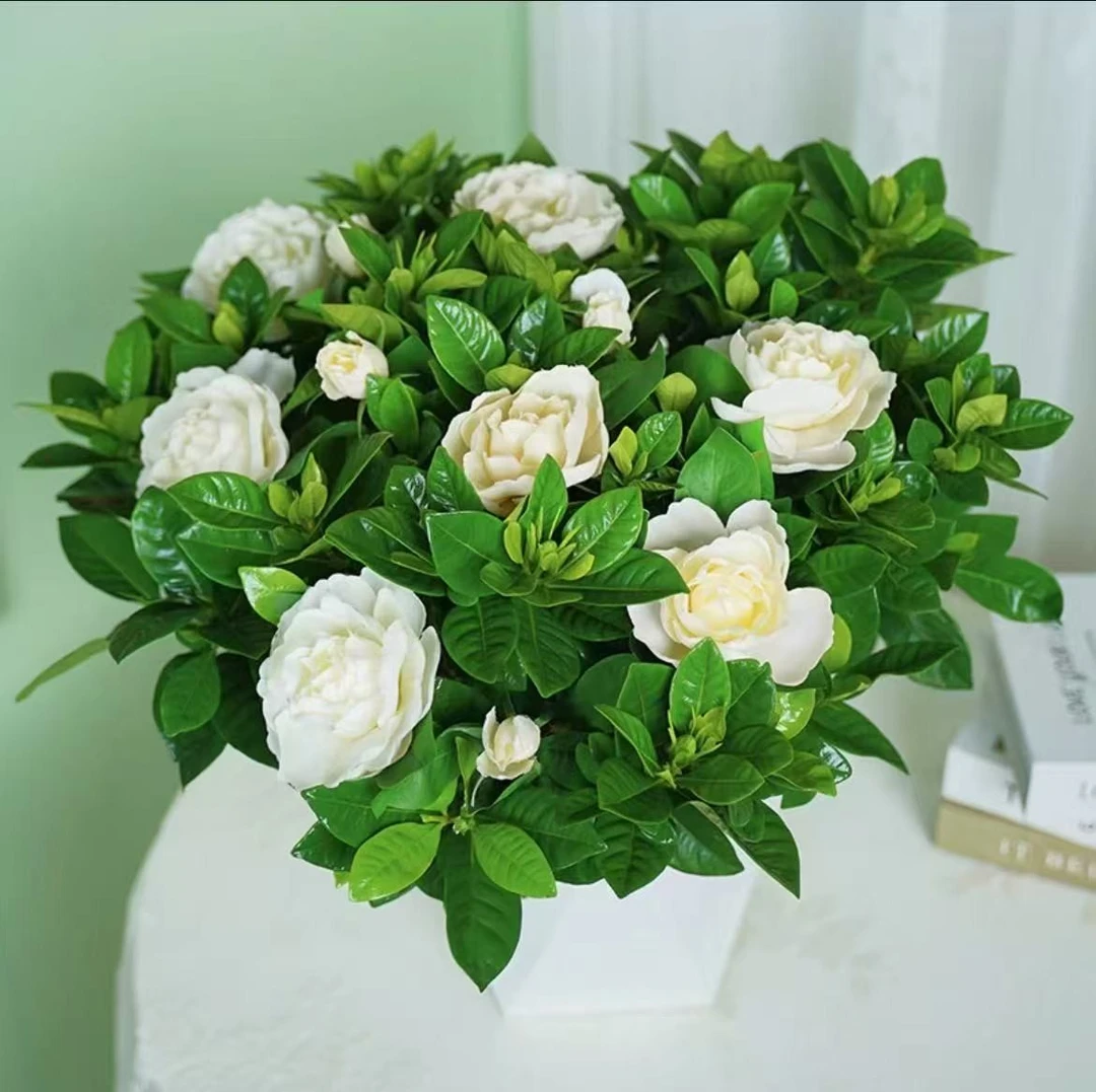 【带花苞】牡丹香水栀子花四季开花盆栽花卉植物室内阳台四季好养