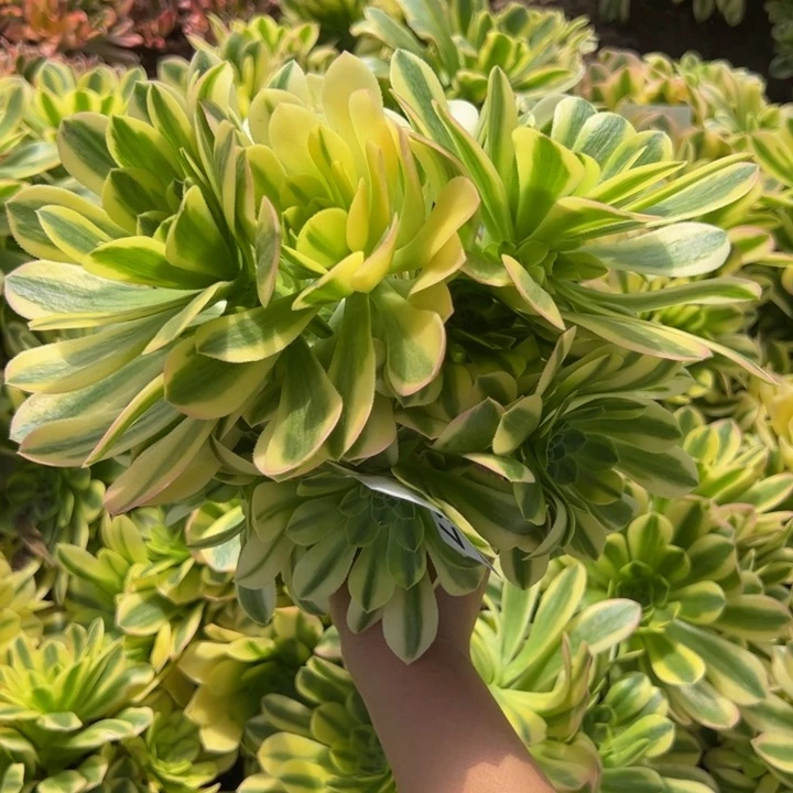 15157琉璃多肉植物