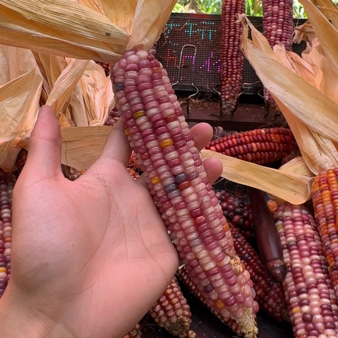 米***夏吊坠柏香籽/百香籽