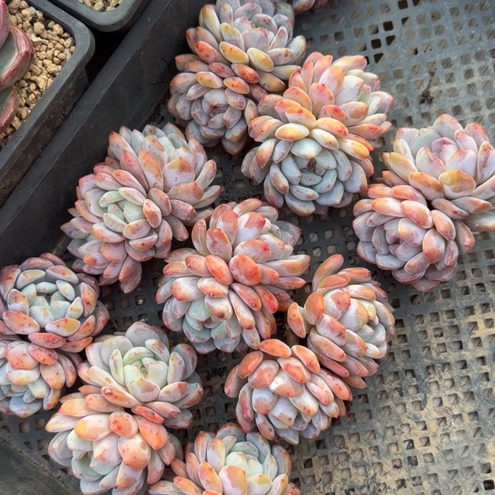 雪天使四年老桩多肉五十包邮