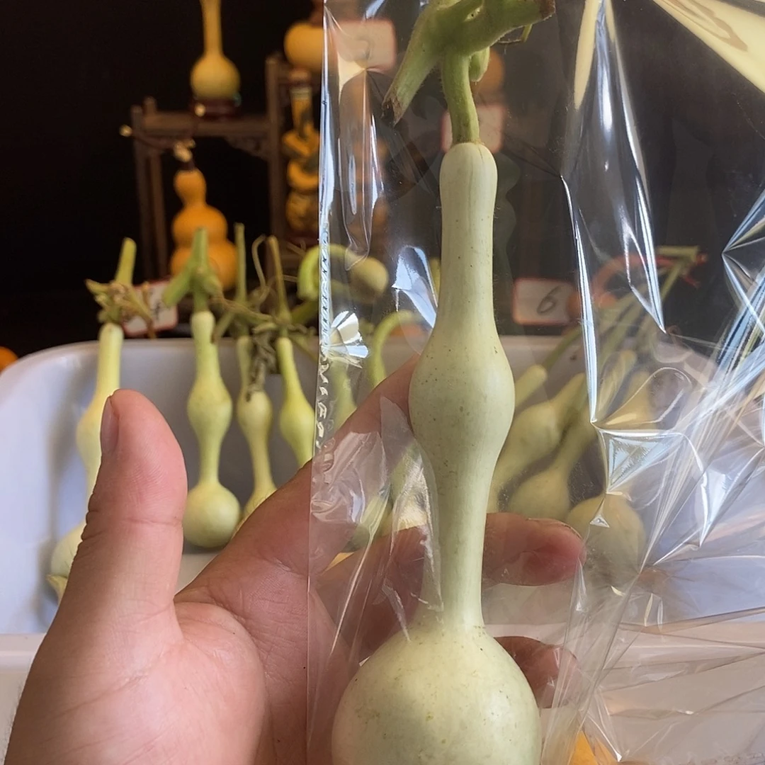 1***9葫芦葫芦葫芦葫芦