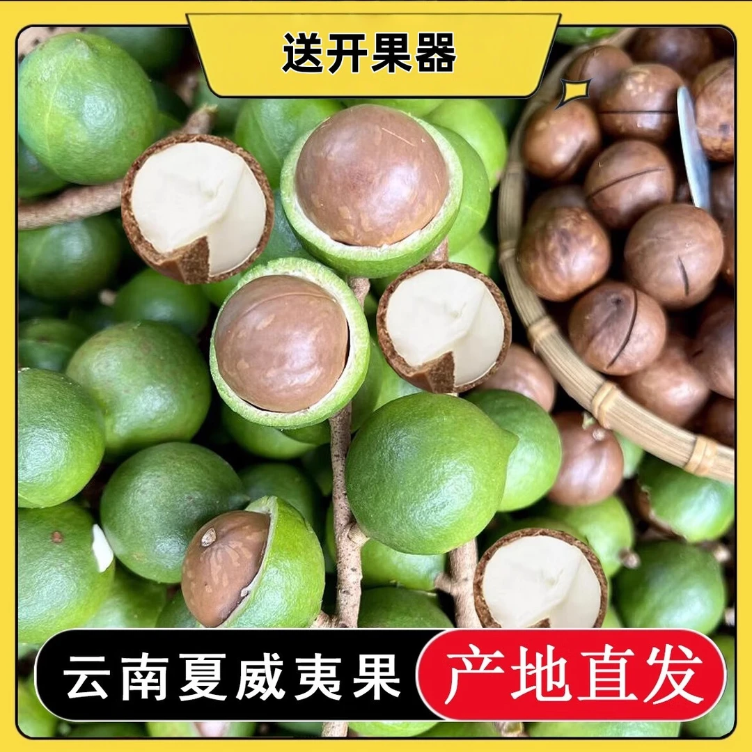 【云南夏威夷果】2025年云南临沧鲜果采摘香脆口椰香奶香 吃法多样