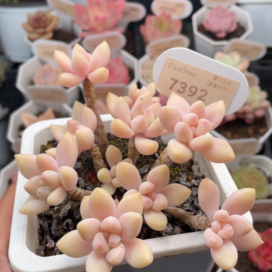 奶酪蛋糕7392-11.0厘米