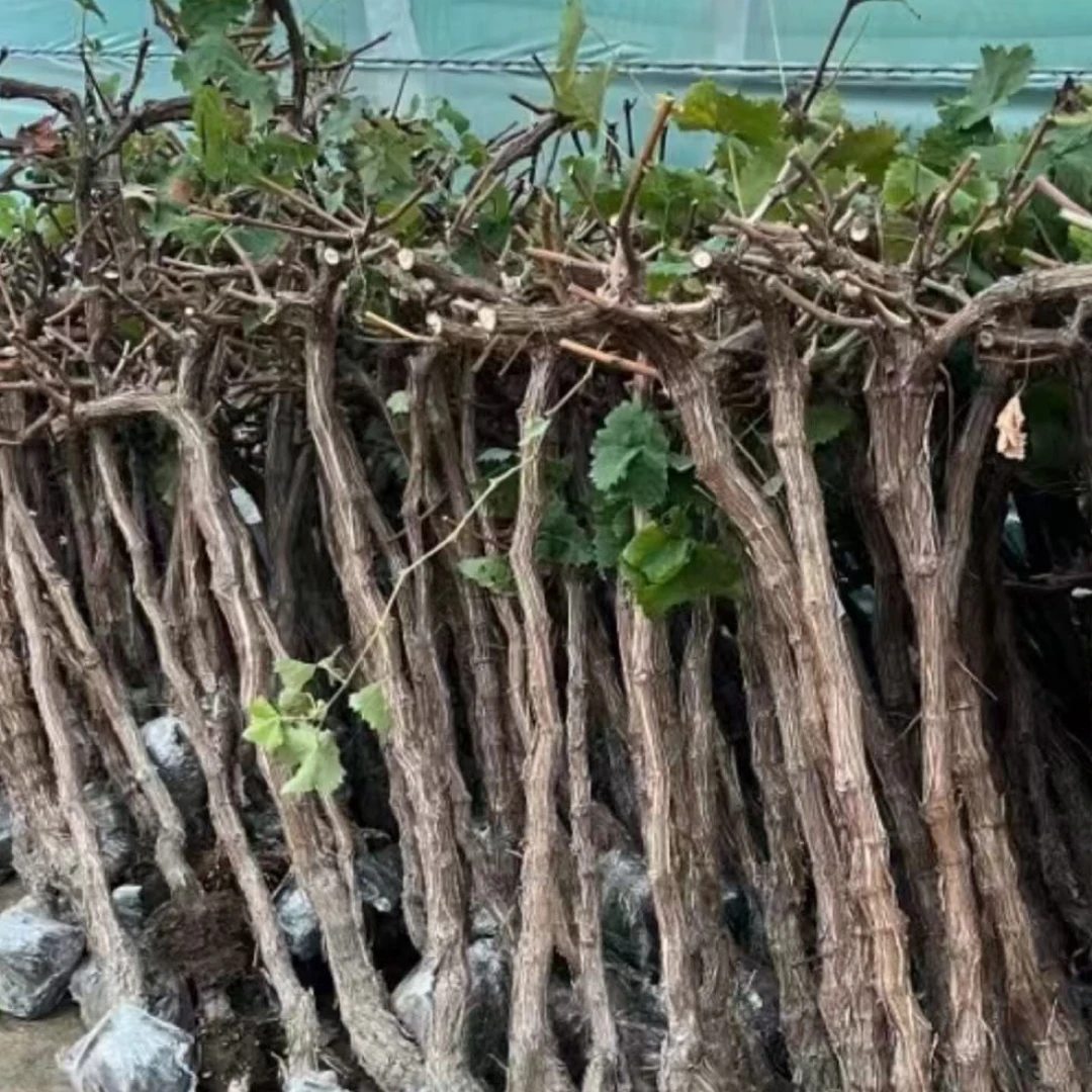 葡萄树南北方种植盆栽地栽庭院种植