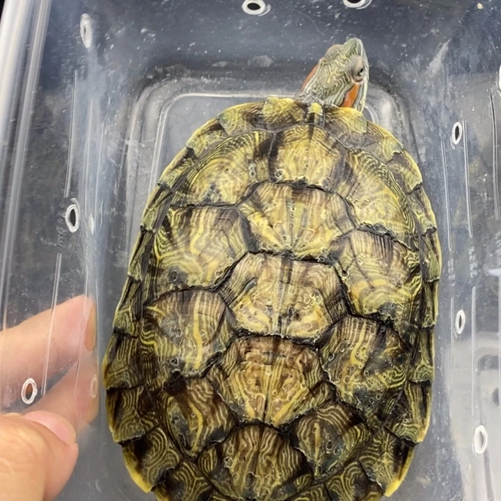 巴西彩龟母66666666