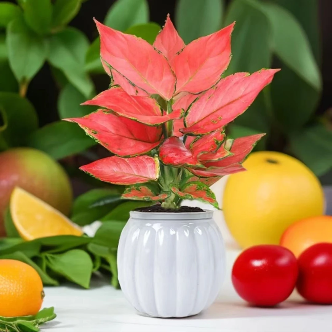 【宠粉价】吉利红如意盆栽室内客厅办公室桌面水培植物吸除甲醛四季