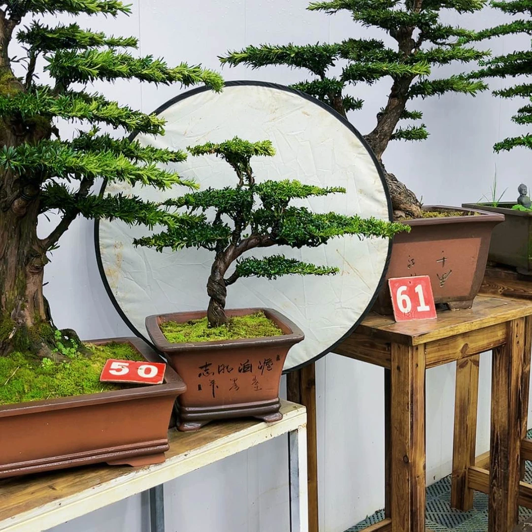 【闪购商品】罗汉松盆景艺术的发展