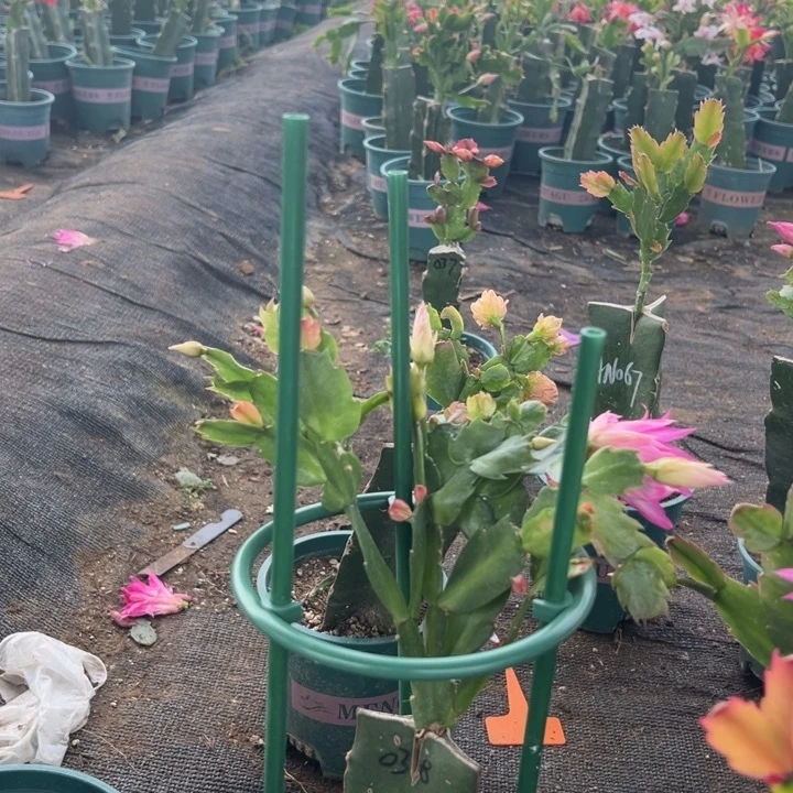 淡***定25号043红色花朵00000