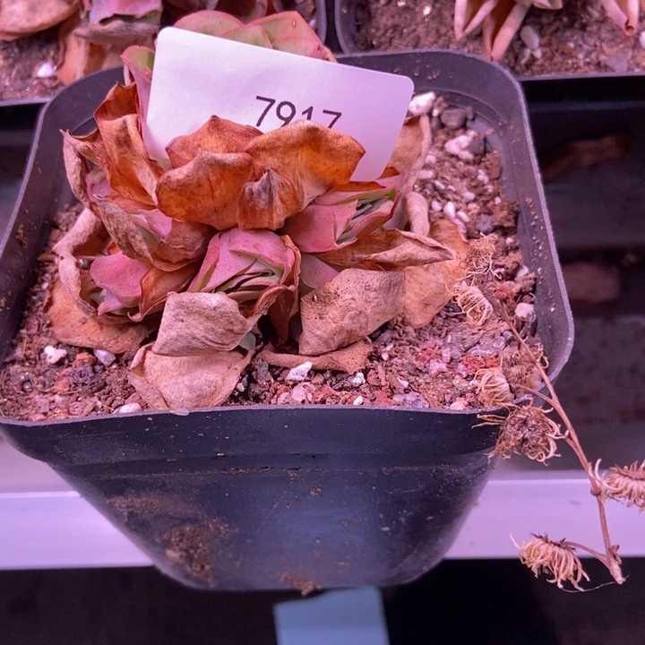 霁***风7916山地玫瑰花群