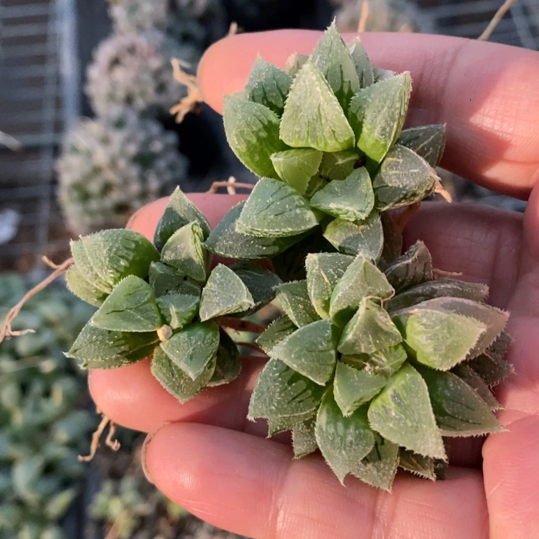 413 一颗新冰砂糖 做手捧花首选 美女粉丝专属福利