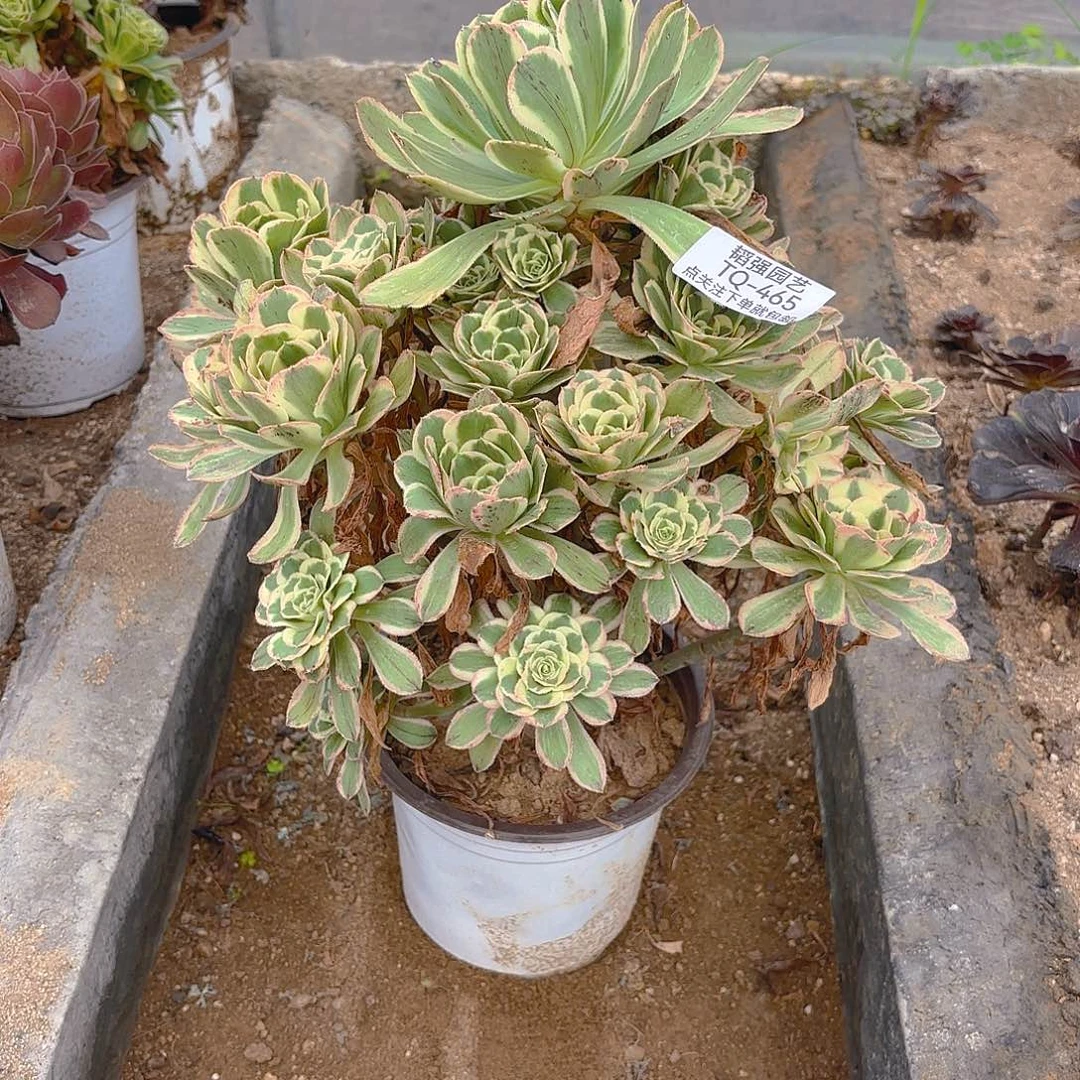 白兰地多肉植物四号465