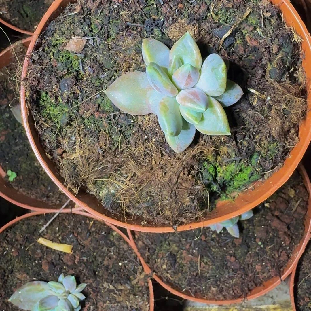 邀月 叶插 一物一拍