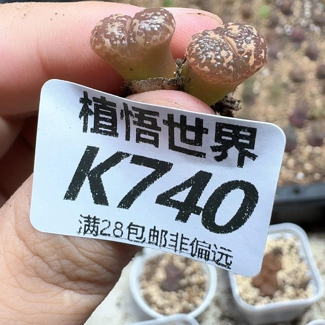多肉植物的润泽的我