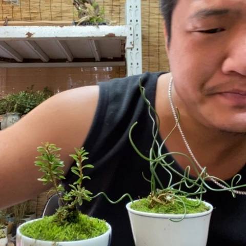 红陶一物一拍所见即所得100