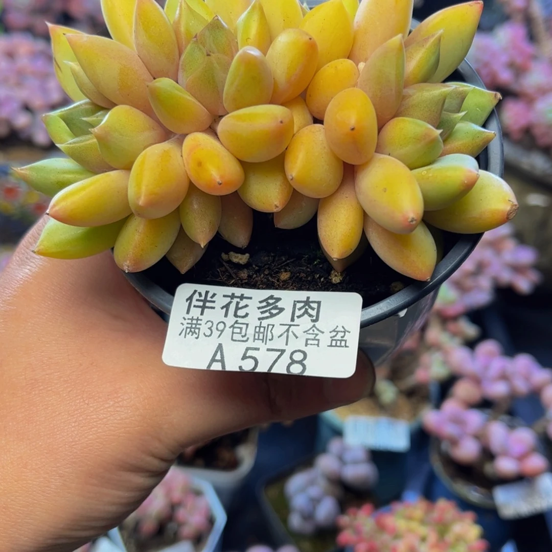 578黄金象牙10厘米多肉