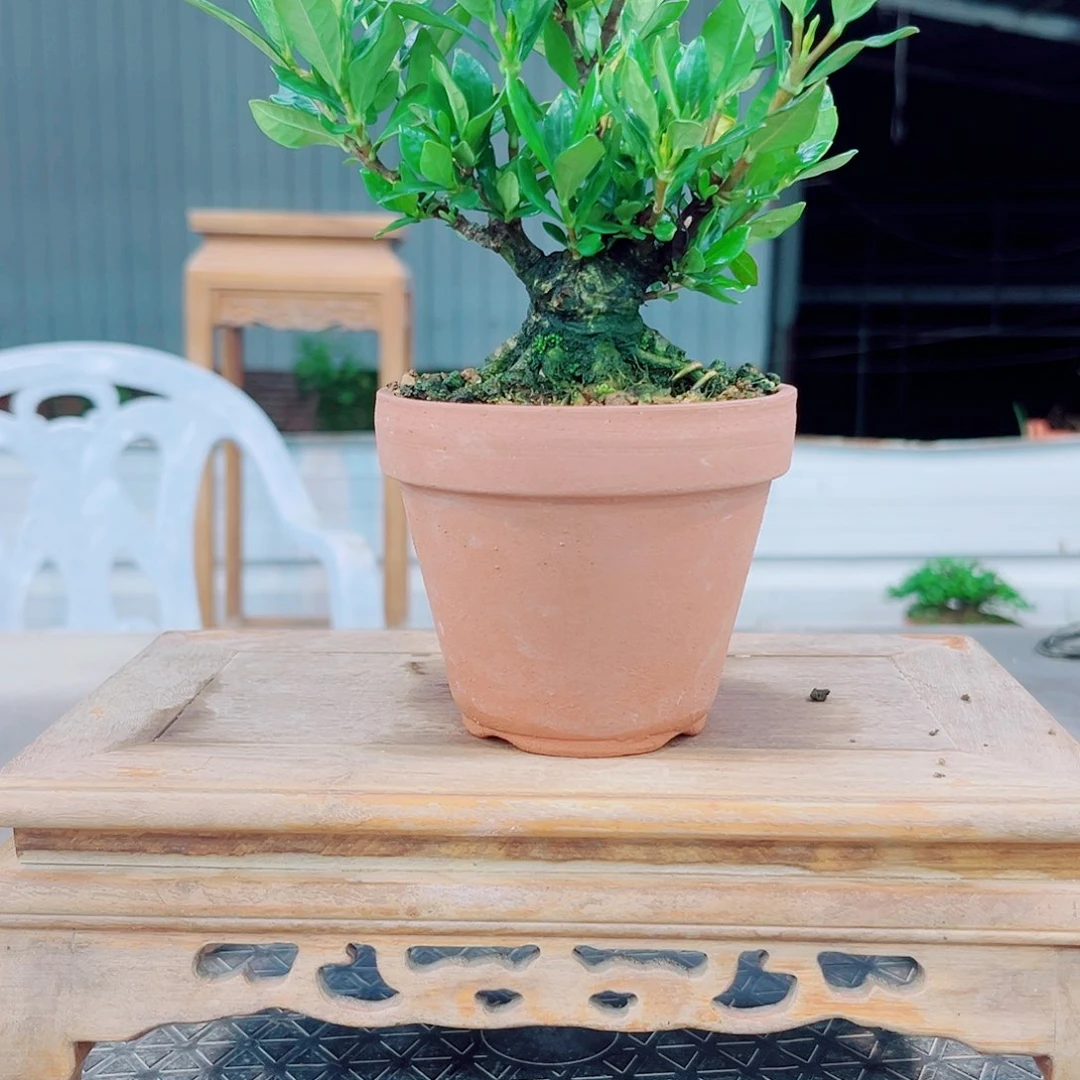 一寸法师栀子花花