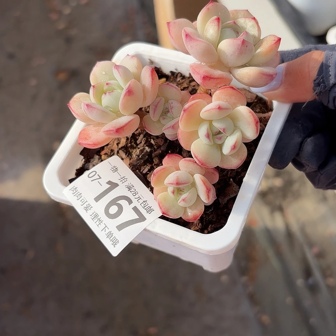 白底香草无盆土发货无