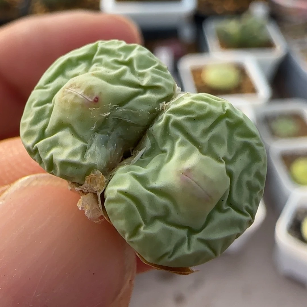 多肉大型嘟嘟嘴42链接