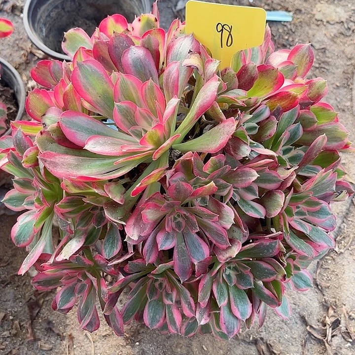 98一颗男神法师多肉