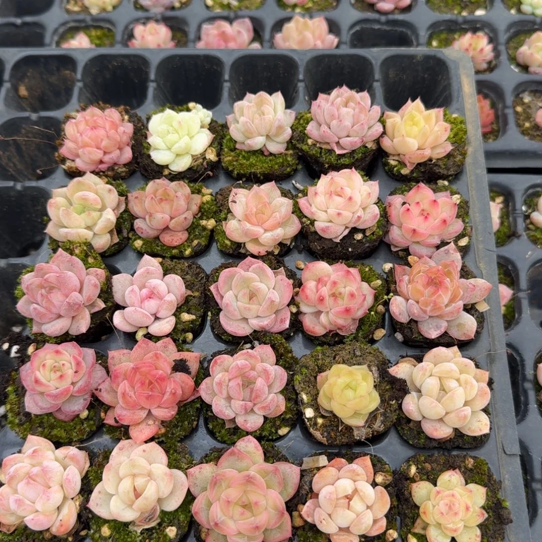 5-9带穴盘发货微选育带颜色珍妮三十颗量拍