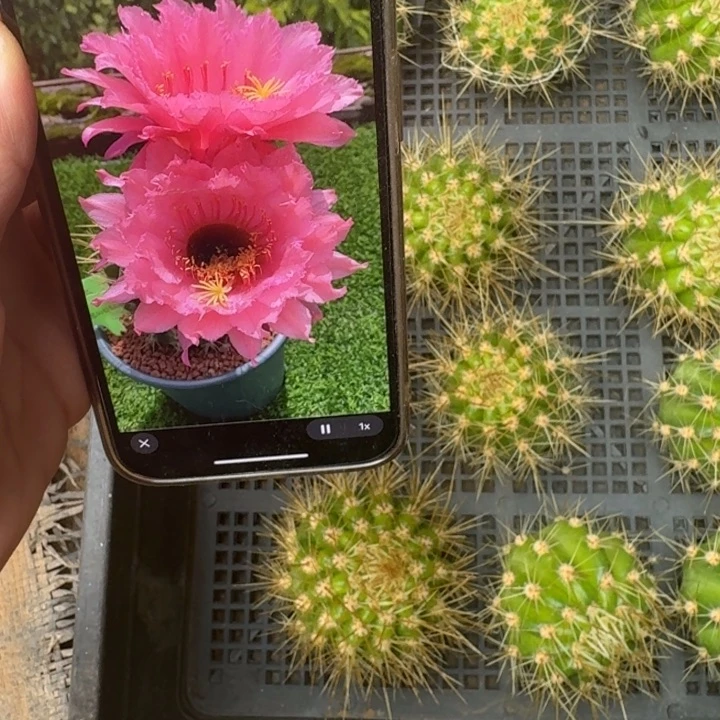 233毛花柱糖果歪无根侧牙5公分以上