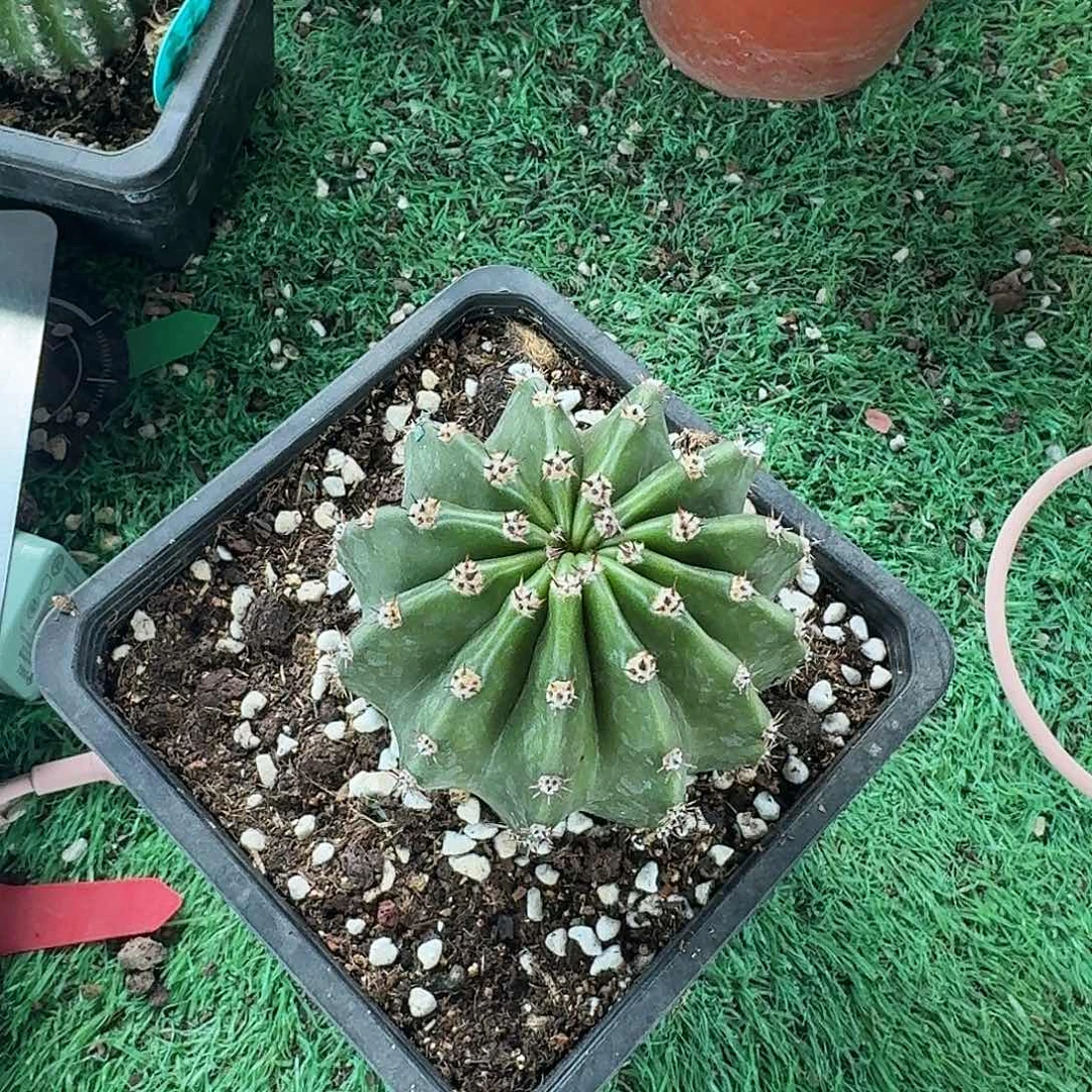 黑***妹灰太狼仙人球一棵,开花美