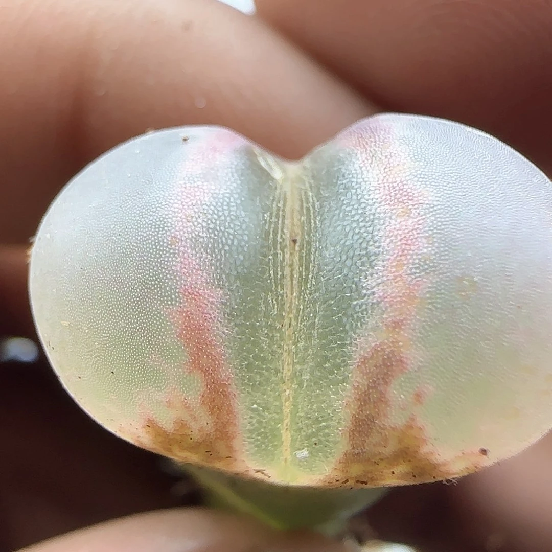 脱土年后发货24272