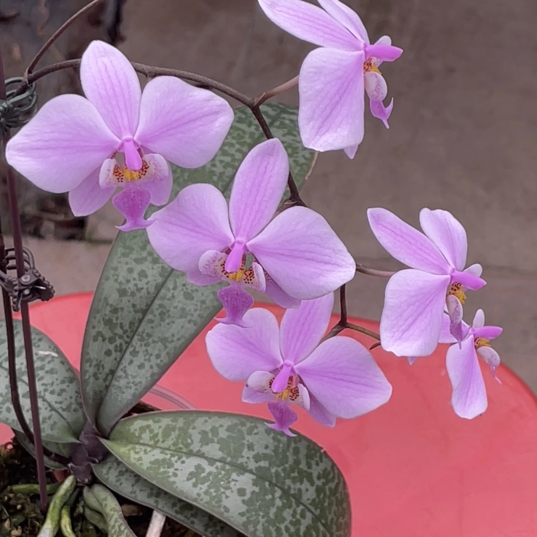 完全开放JG2348-662